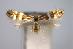 Phyllonorycter jezoniella