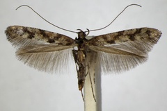 Caloptilia suberinella
