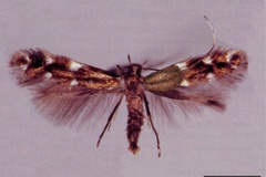 Prophyllocnistis epidrimys
