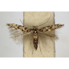 /filer/webapps/moths_gc/media/images/P/populifoliella_Phyllonorycter_A_ZSM_2.jpg