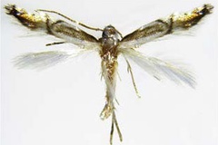Phyllocnistis citrella