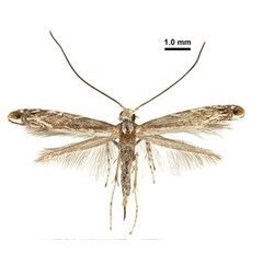 /filer/webapps/moths_gc/media/images/O/obovatella_Epicephala_AF_Euo_etal_2025_345jpg.jpg