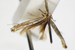 Parectopa trichophysa