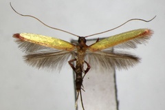 Caloptilia ariana