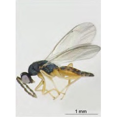 /filer/webapps/moths_gc/media/images/I/issikii_Phyllonorycter_Pnigalio_soemius2_Kosheleva_et_al._2022_12.jpg