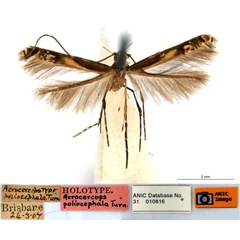 /filer/webapps/moths_gc/media/images/P/poliocephala_Acrocercops_HT_ANIC.jpg