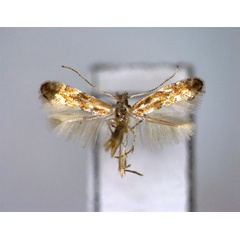 /filer/webapps/moths_gc/media/images/O/ostryae_Phyllonorycter_A_EIHU.jpg