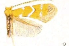 Cameraria betulivora