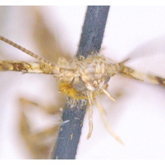 /filer/webapps/moths_gc/media/images/P/panconita_Murwillumba_HT_head_ANIC.jpg