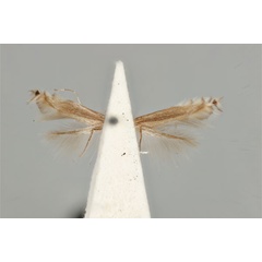 /filer/webapps/moths_gc/media/images/E/ephimera_Phyllocnistis_ST_ANIC31-076547_ventral.jpg