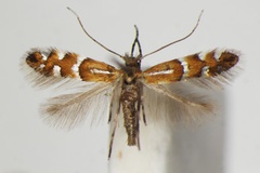 Phyllonorycter anderidae