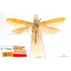 /filer/webapps/moths_gc/media/images/C/crocostola_Caloptilia_HT_ANIC.jpg