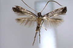 Metriochroa syringae