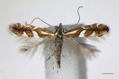 /filer/webapps/moths_gc/media/images/M/mespilella_Phyllonorycter_A_BMNH_2.jpg
