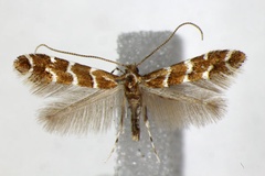 Cameraria ohridella