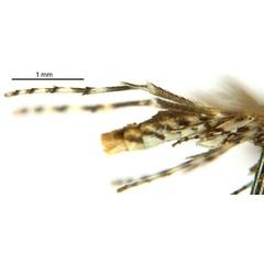 /filer/webapps/moths_gc/media/images/E/eubenangee_Polydema_HT_legs_De-Prins-etal_2025_238.jpg