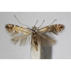 /filer/webapps/moths_gc/media/images/L/lantanella_Phyllonorycter_A_ZSM_3.jpg