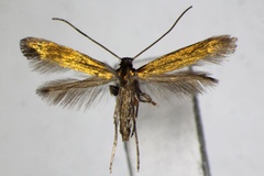 Eucalybites aureola