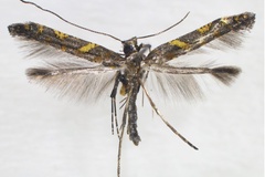 Caloptilia aesculi