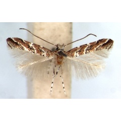 /filer/webapps/moths_gc/media/images/V/varii_Cameraria_HT_RMCA.jpg