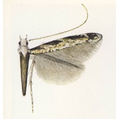 /filer/webapps/moths_gc/media/images/F/fustigera_Conopomorpha_Vari_1961_Pl-11-1_T7bAFIi.jpg