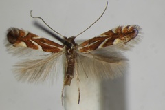 Phyllonorycter oxyacanthae