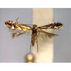 /filer/webapps/moths_gc/media/images/P/propinquinella_Phyllonorycter_female_A_EIHU.jpg