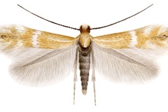 Phyllonorycter berberidella
