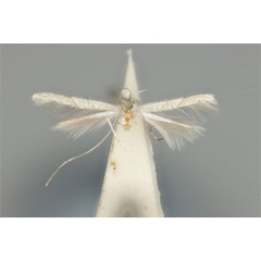 /filer/webapps/moths_gc/media/images/L/lechriotoma_Cuphodes_HT_ANIC31-010797_dorsal.jpg