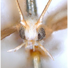 /filer/webapps/moths_gc/media/images/T/trigonophora_Epicephala_PLT1_head_ANIC.jpg