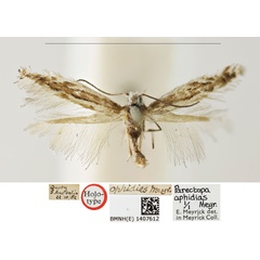 /filer/webapps/moths_gc/media/images/O/ophidias_Parectopa_HT_BMNH_1407612.jpg
