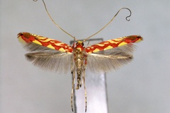Macarostola tegulata