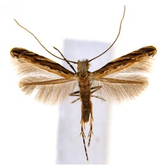 /filer/webapps/moths_gc/media/images/P/pinnatae_Liocrobyla_PT5_ANIC.jpg