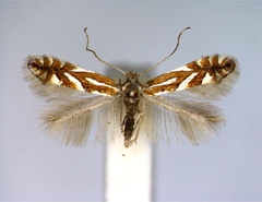 /filer/webapps/moths_gc/media/images/O/oxyacanthae_Phyllonorycter_A_EIHU.jpg