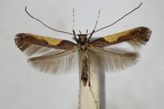 Caloptilia fidella