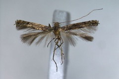 Acrocercops amurensis