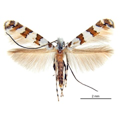 /filer/webapps/moths_gc/media/images/L/lomatiae_Gibbovalva_HT_De-Prins-etal_2025_270.jpg