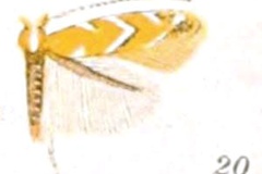 Cameraria australisella