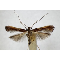 /filer/webapps/moths_gc/media/images/F/fidella_Caloptilia_A_ZSM_4.jpg