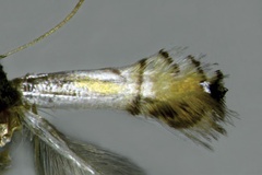Phyllocnistis citrella