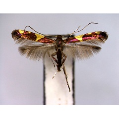 /filer/webapps/moths_gc/media/images/G/gloriosa_Caloptilia_PT_EIHU.jpg