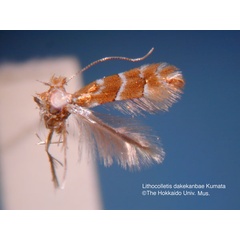 /filer/webapps/moths_gc/media/images/D/dakekanbae_Phyllonorycter_HT_EIHU.jpg