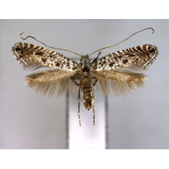 /filer/webapps/moths_gc/media/images/M/multimaculata_Parornix_A_EIHU.jpg