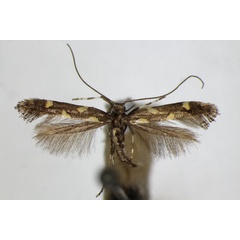 /filer/webapps/moths_gc/media/images/P/phasianipennella_quadruplella_Calybites_A_ZSM.jpg