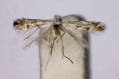 Phyllonorycter caryaealbella