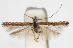 Acrocercops albomarginatum