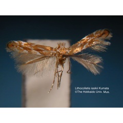 /filer/webapps/moths_gc/media/images/I/issikii_Phyllonorycter_HT_EIHU.jpg