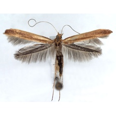 /filer/webapps/moths_gc/media/images/E/elongella_Caloptilia_A_WJDP.jpg