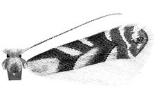 Phyllonorycter acanthus
