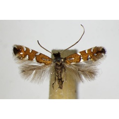 /filer/webapps/moths_gc/media/images/L/lautella_Phyllonorycter_A_ZSM_2.jpg